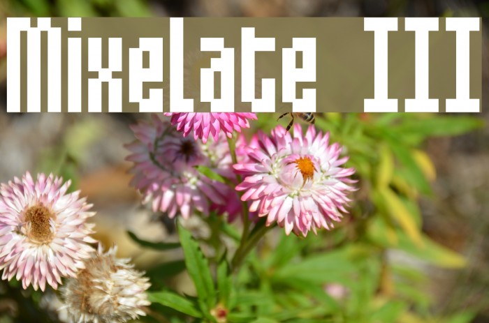 Mixelate III フォント examples