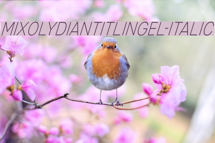 MixolydianTitlingEl-Italic Font examples