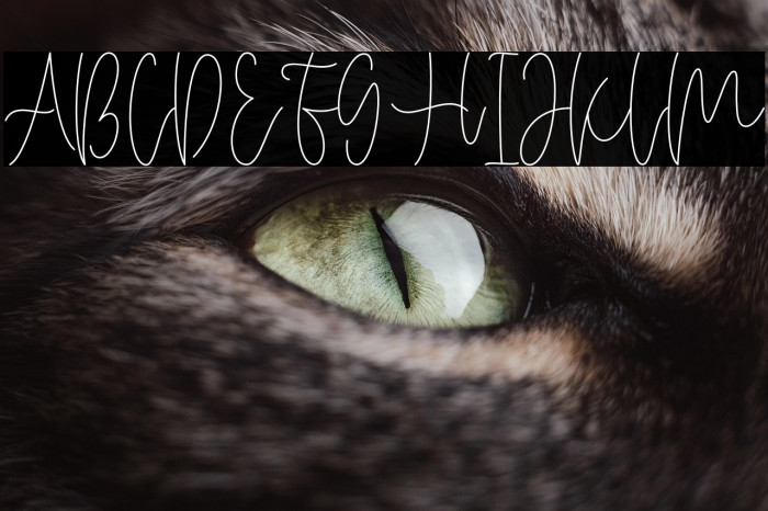 Miya Wayne Example 3