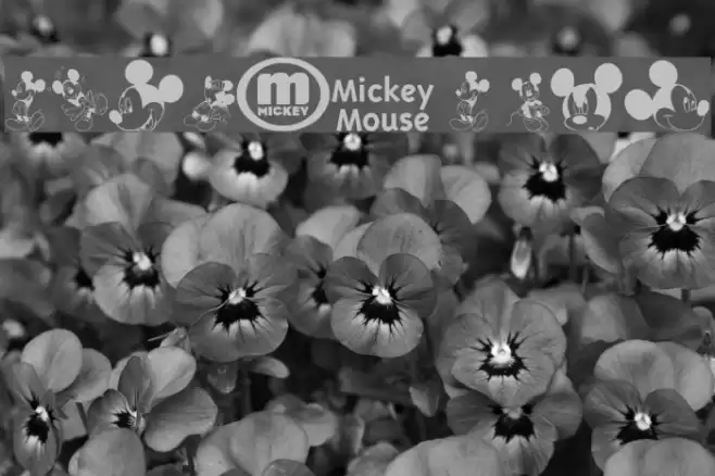 mickey m tfb Font examples