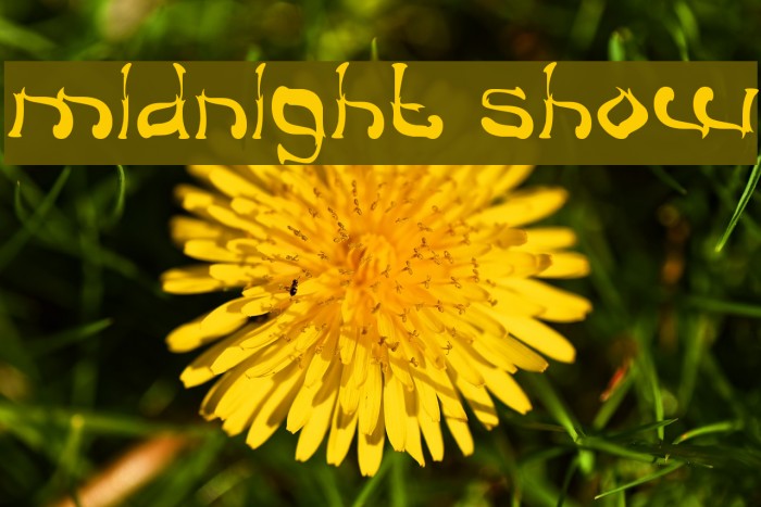 midnight show Font examples