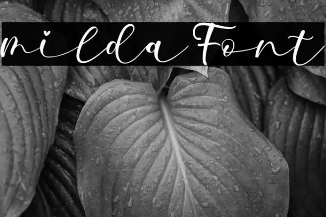 milda Font examples