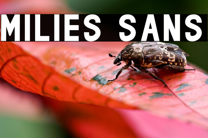 milies Sans Example 3