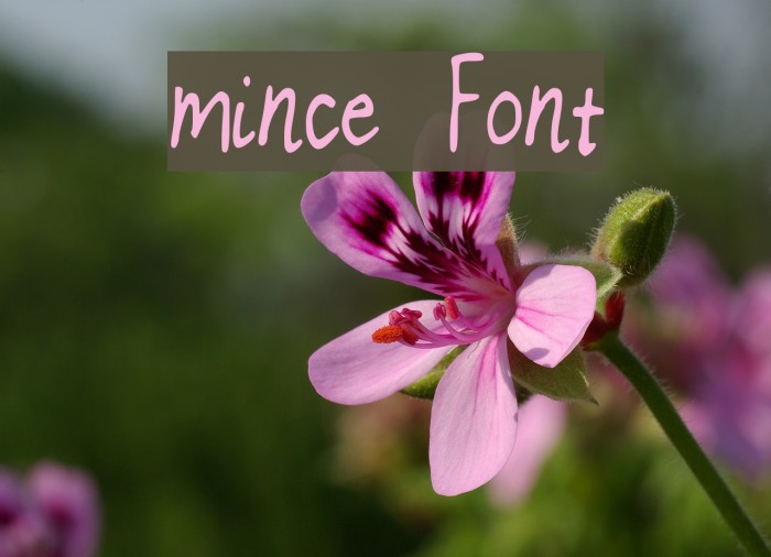 mince Font examples