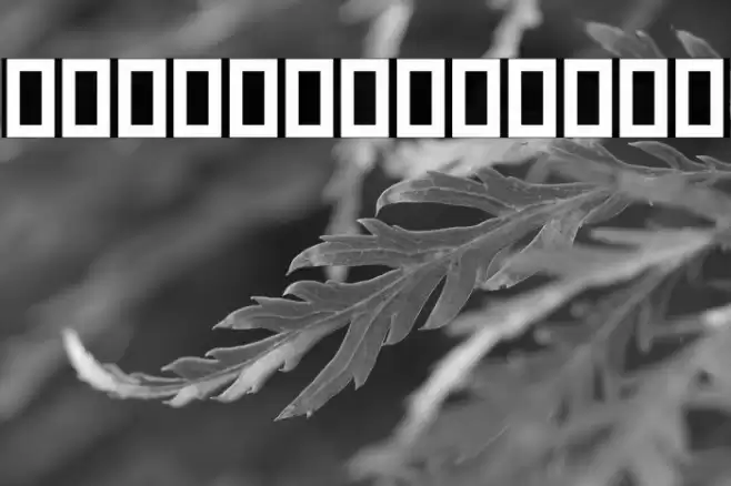 Mj_Talat Font examples