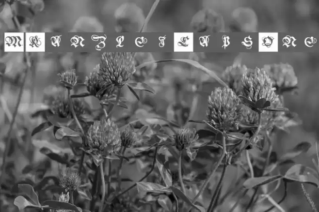 MKanzleiCaps-One Font examples