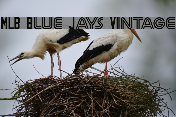 MLB Blue Jays Vintage Free Font Download (No Signup Required)