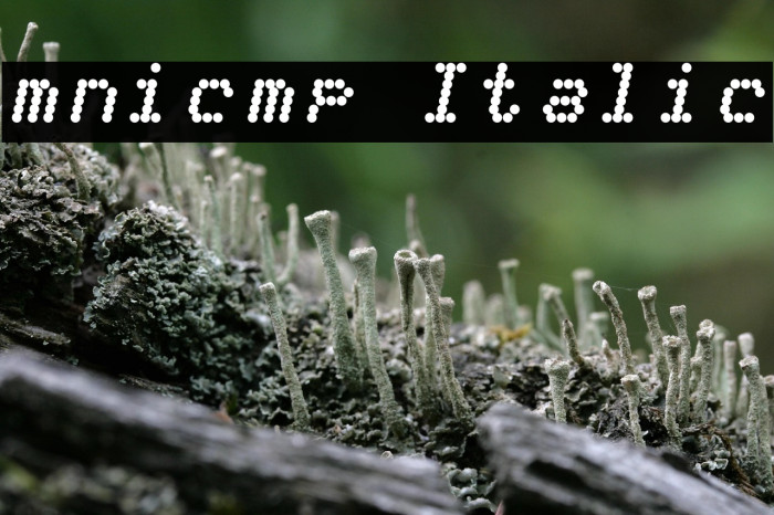 mnicmp Italic Example 1