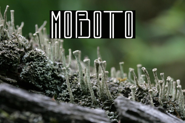 MOBOTO Example 1
