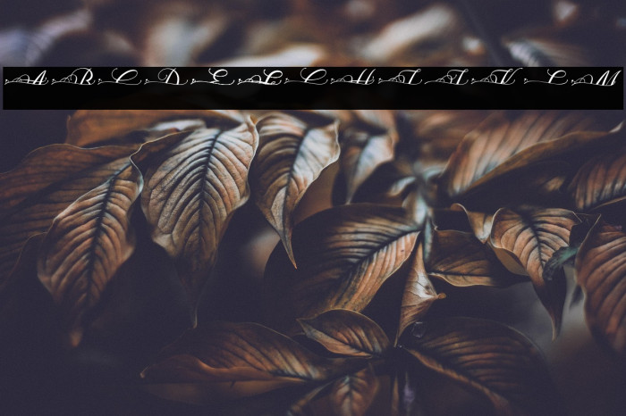 MOLIDIA SPLIT MONOGRAM Example 1