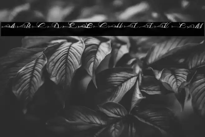 MOLIDIA SPLIT MONOGRAM Font examples