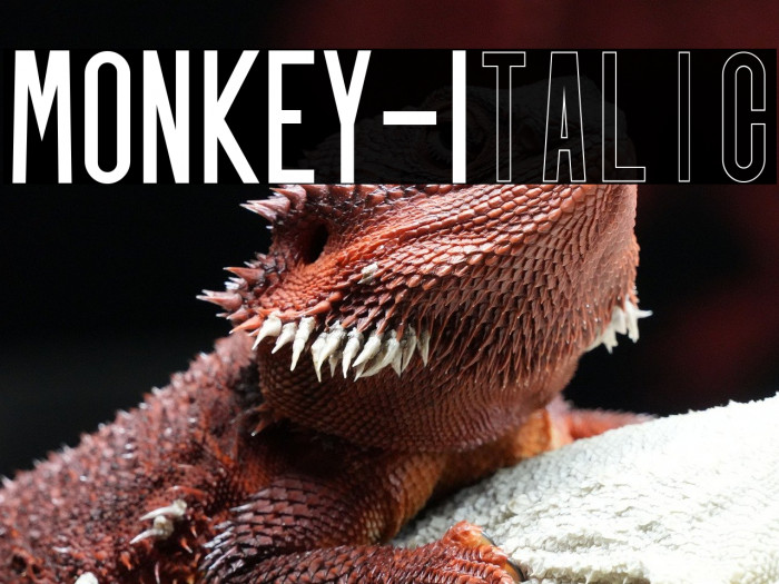 MONKEY-Italic Example 3