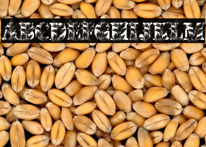 MONKEYSAFARISAFEDEMO-Bold Example 1