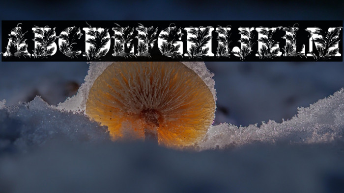 MONKEYSAFARISAFEDEMO-Bold Example 2