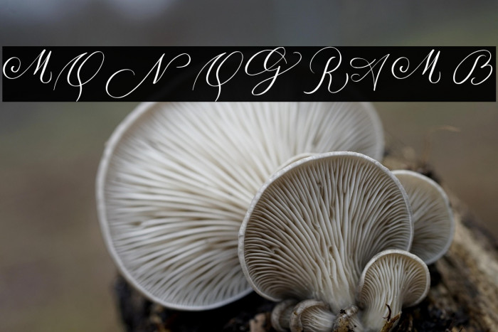 MONOGRAM B Example 2