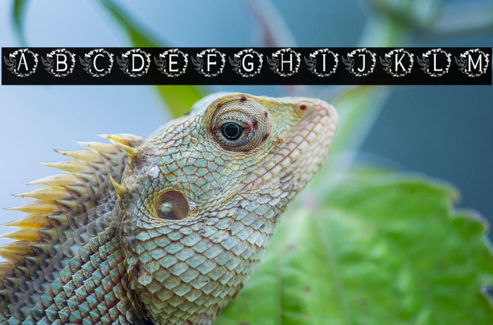 MONOGRAM DARA Example 1