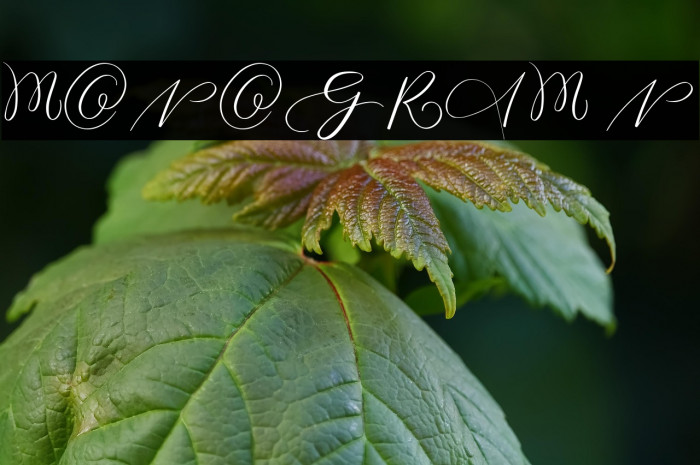 MONOGRAM N Example 2