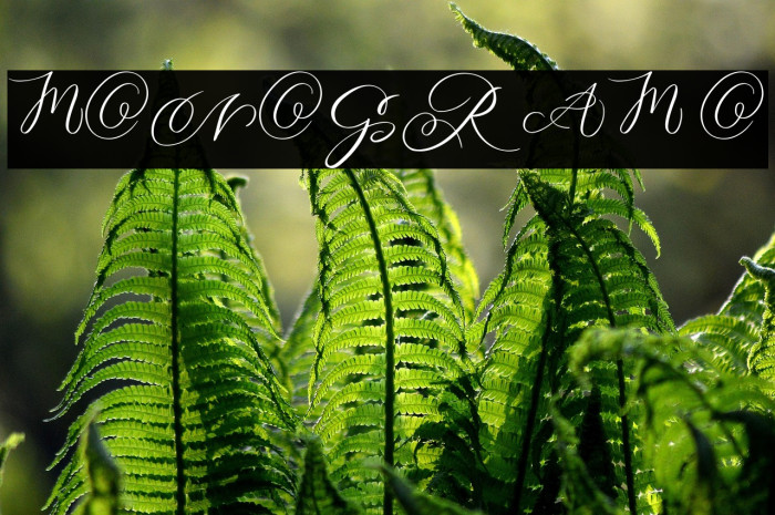 MONOGRAM O Example 3