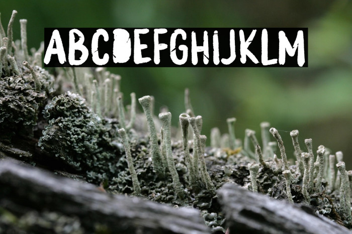 MONSTER BOO Example 1