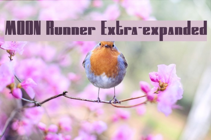 MOON Runner Extra-expanded Example 1