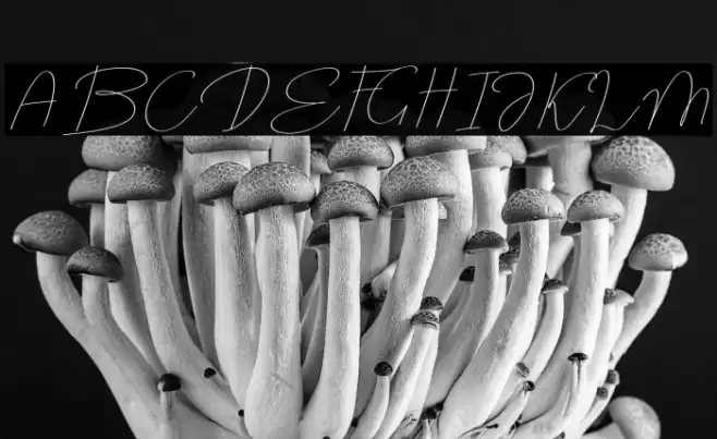 MOXA Bestine Script Fonte examples