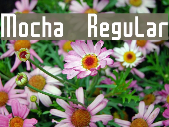Mocha Regular Font examples