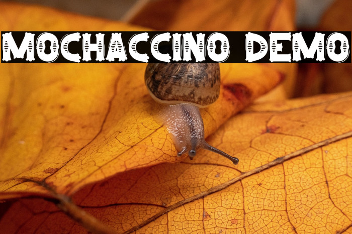 Mochaccino Demo Example 1