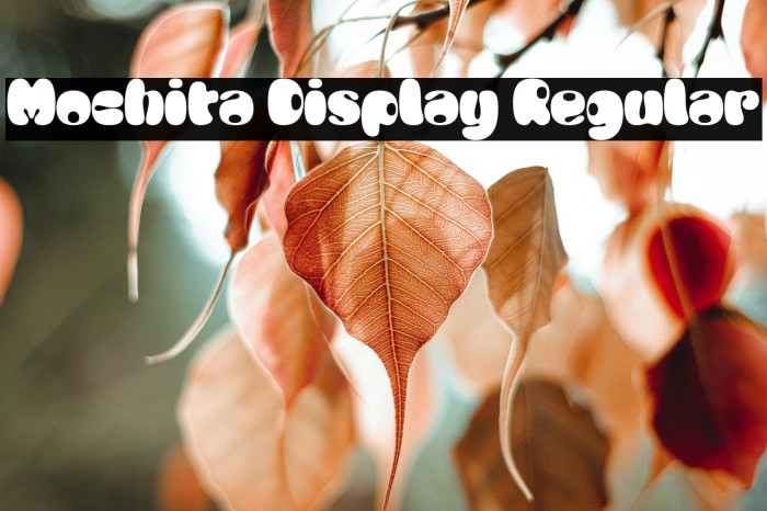Mochita Display Regular Example 3