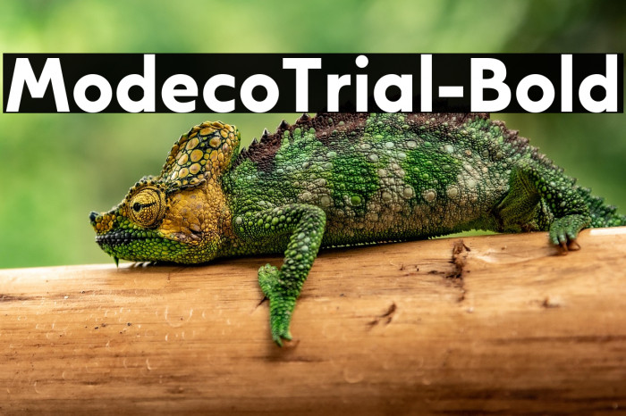 ModecoTrial-Bold Example 1