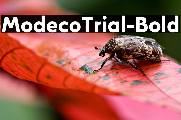 ModecoTrial-Bold Example 2