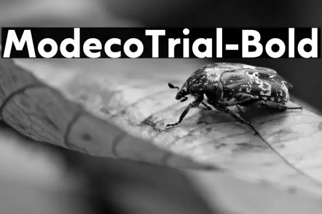 ModecoTrial-Bold Example 2