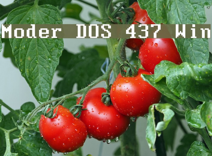 Moder DOS 437 Win Font examples