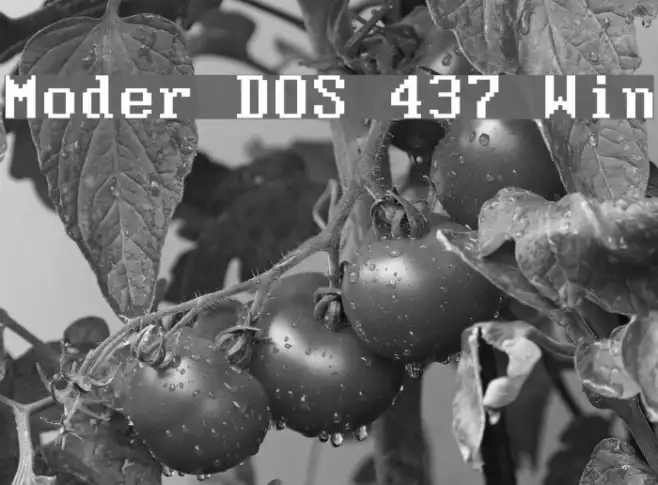 Moder DOS 437 Win Example 1