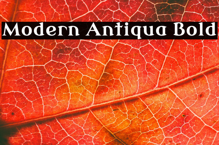 Modern Antiqua Bold Example 3