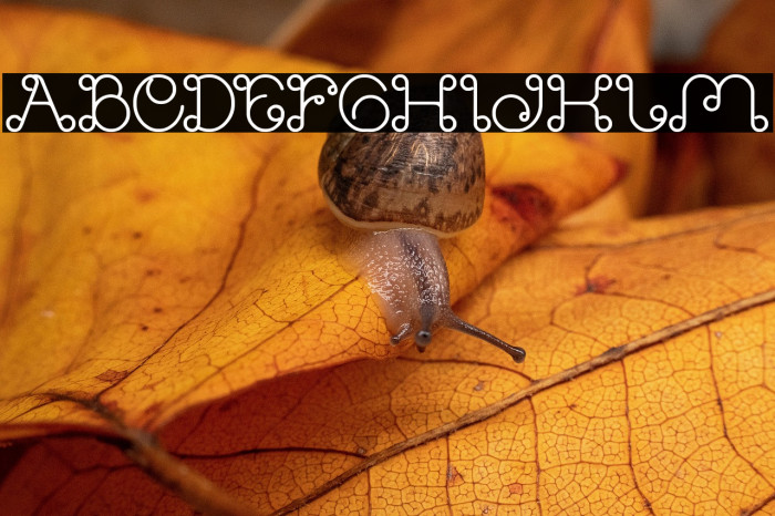 Modern Aristocrat Bold Example 1