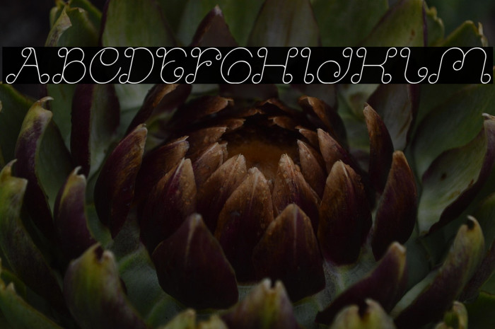 Modern Aristocrat Italic Example 1