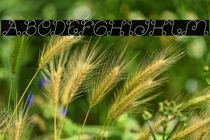 Modern Aristocrat Italic Example 2