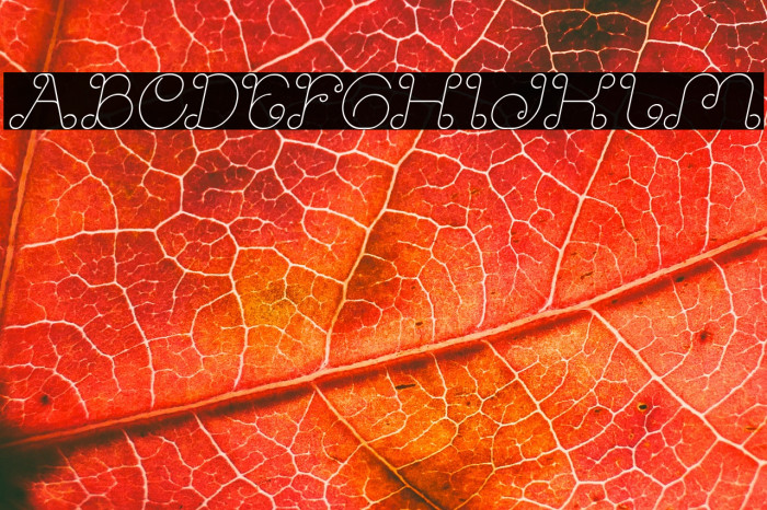 Modern Aristocrat Italic Example 3