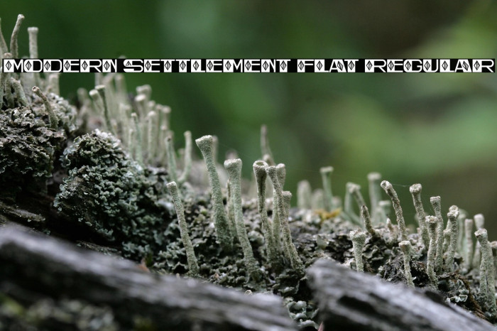 Modern Settlement Flat Regular Example 3