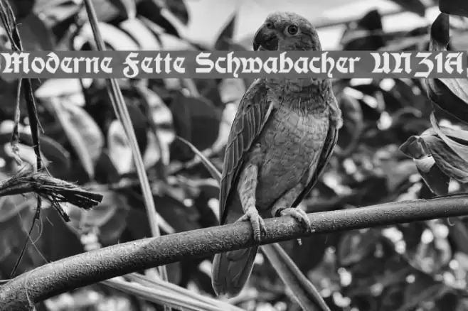 Moderne Fette Schwabacher UNZ1A Font examples
