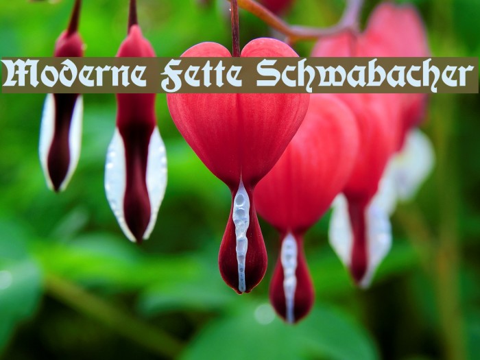 Moderne Fette Schwabacher Fuentes examples
