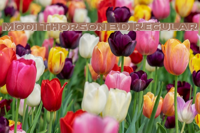 Modi Thorson 3D Regular Font examples