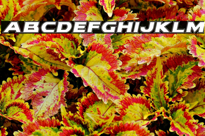 Modi Thorson Academy Italic Example 2