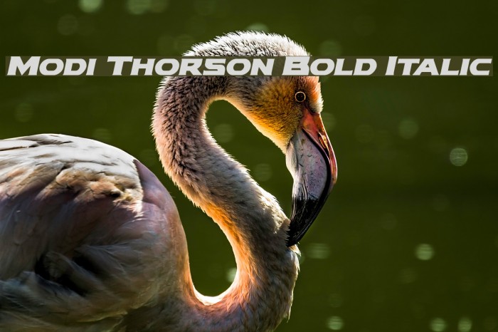 Modi Thorson Bold Italic Font examples