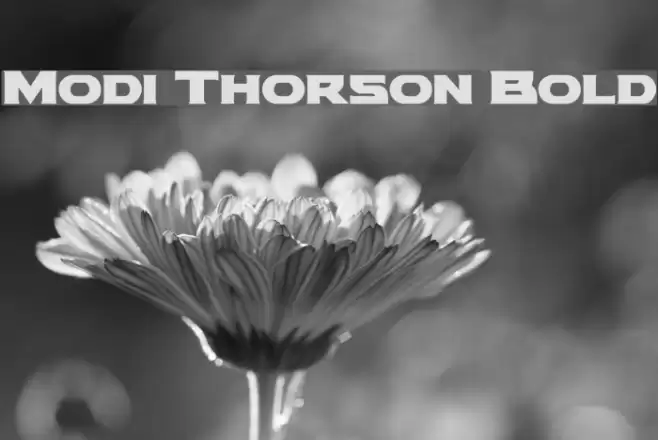 Modi Thorson Bold Font examples