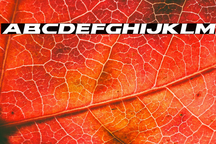 Modi Thorson Expanded Italic Example 1