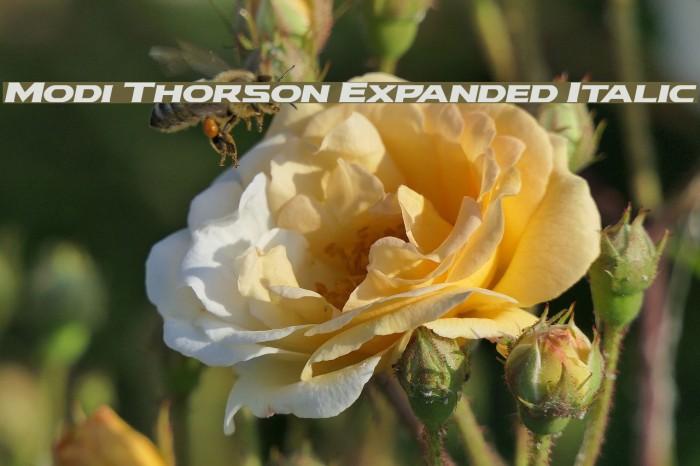 Modi Thorson Expanded Italic Font examples