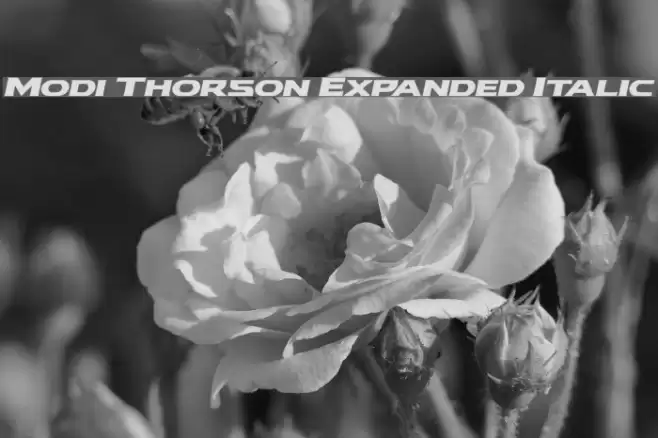 Modi Thorson Expanded Italic Font examples