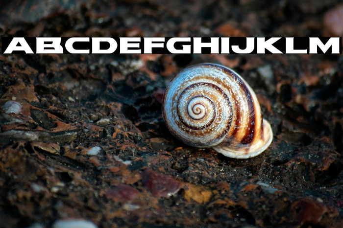 Modi Thorson Expanded Example 2