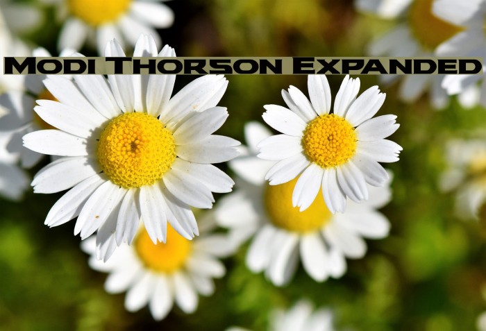 Modi Thorson Expanded Font examples